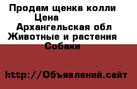 Продам щенка колли › Цена ­ 17 000 - Архангельская обл. Животные и растения » Собаки   